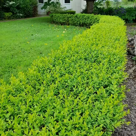 Foxglove Vendégház