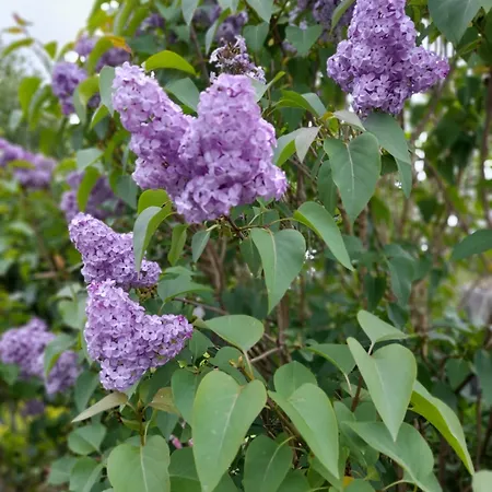 Vendégház Foxglove Douglas