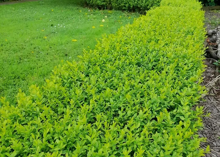 Foxglove 게스트하우스